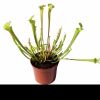 Przykladowe oferowane sztuki/ egzemplary plants 